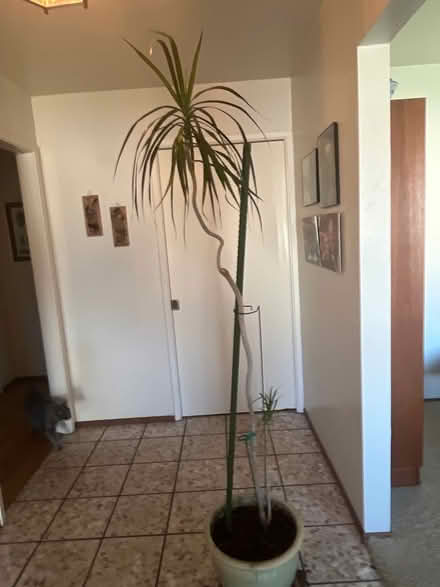 Photo of free Dracena (southwest Sunnyvale) #1