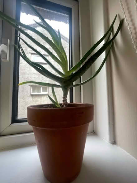 Photo of free Aloe (Kelvindale G12) #1