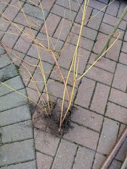 Photo of free Dogwood - Winter Fire (IP4) #1