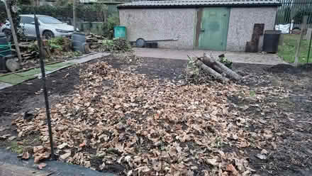 Photo of free Wood Logs (Partington M31) #1