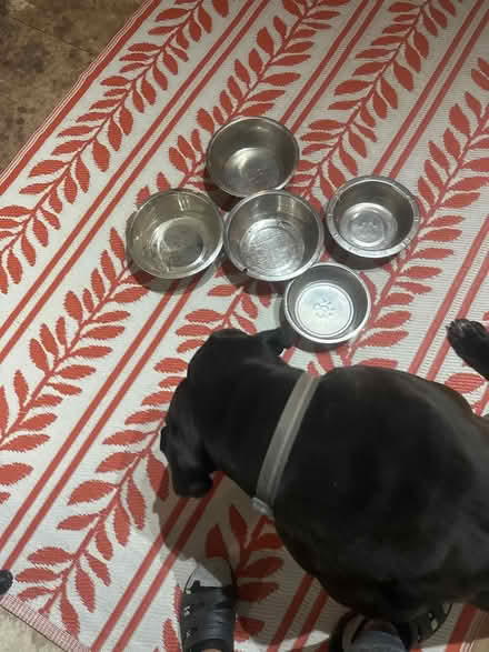 Photo of free New dog bowls (Se6 2ha) #1