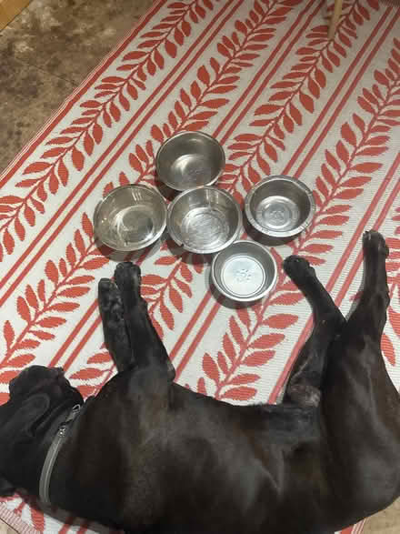 Photo of free New dog bowls (Se6 2ha) #2