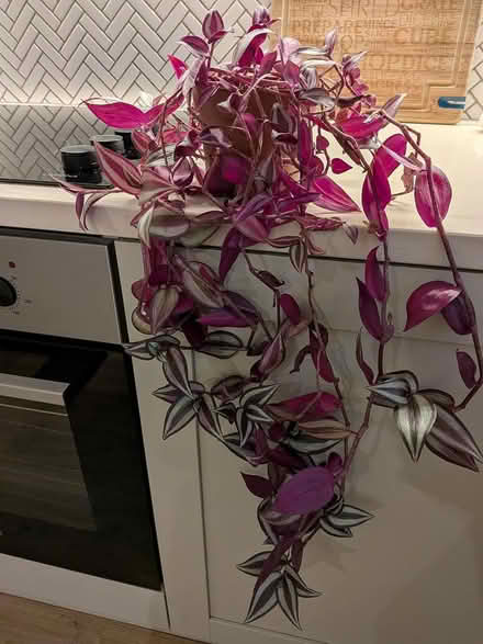 Photo of free Houseplants (Hoddesdon EN11) #1