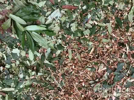 Photo of Shredded hedge, tree etc (Kidlington OX5) #1