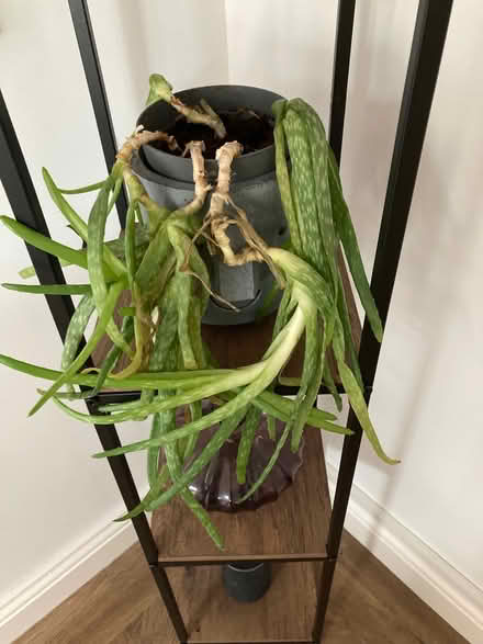 Photo of free Cactus (Noctorum CH43) #1