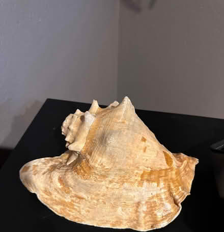 Photo of free Conch shell (Willow Glen/San Jose) #1