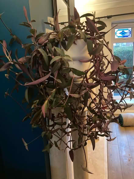 Photo of free Large plant (Marsden South Shields NE34) #1