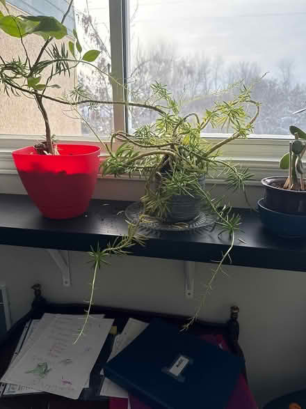 Photo of free Plant that is bursting out of pot (Uplands / Paul Anka) #1