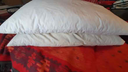 Photo of free Feather pillows (Chichester Lavant PO18) #2