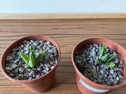 Photo of free Variegated Aloe plants- 2 (Leegomery TF1) #1
