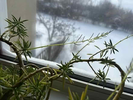 Photo of free Plant that is bursting out of pot (Uplands / Paul Anka) #4