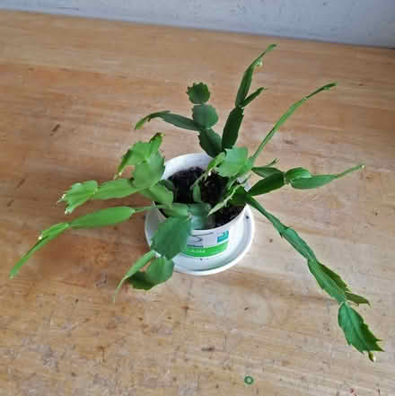 Photo of free Christmas Cactus (Yonge Eglinton) #1