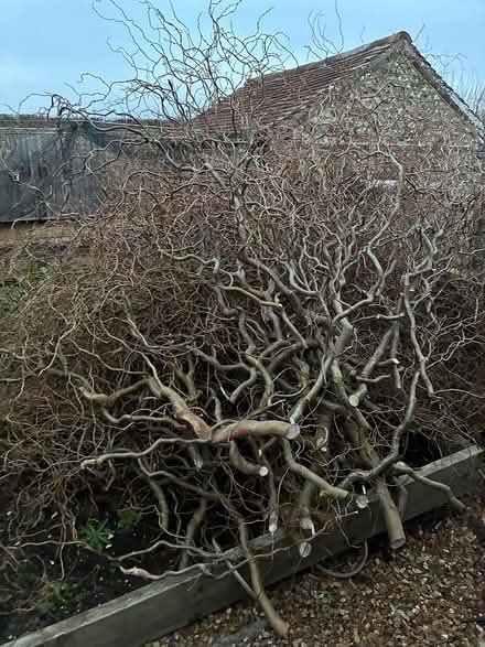 Photo of free twisted willow branches (PO20) #2