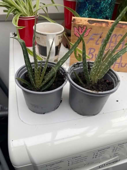 Photo of free Baby Aloe Vera and spider plants (Maldon CM9) #2