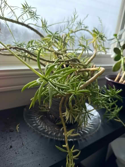 Photo of free Plant that is bursting out of pot (Uplands / Paul Anka) #3