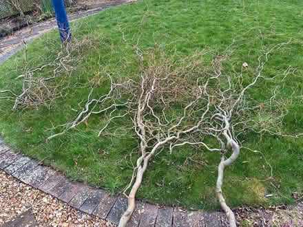 Photo of free twisted willow branches (PO20) #1