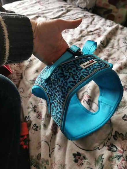Photo of free Dog Harness (Robinswood GL4) #1