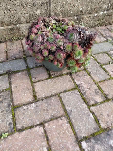 Photo of free Garden pot (Stroud GL5) #1