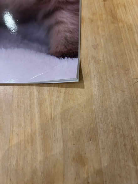 Photo of free Kitten calendar 2026 (Shenley Fields B29) #3