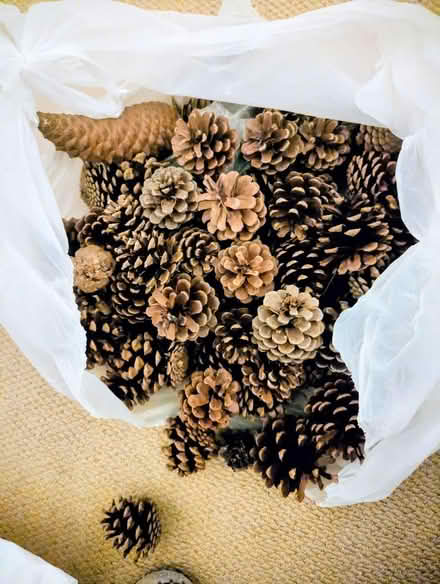 Photo of free Pine cones for crafting (Westgate LA3) #1