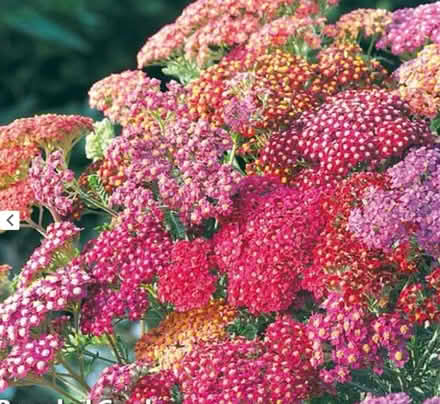 Photo of free Achillea (Long Stratton central.) #1