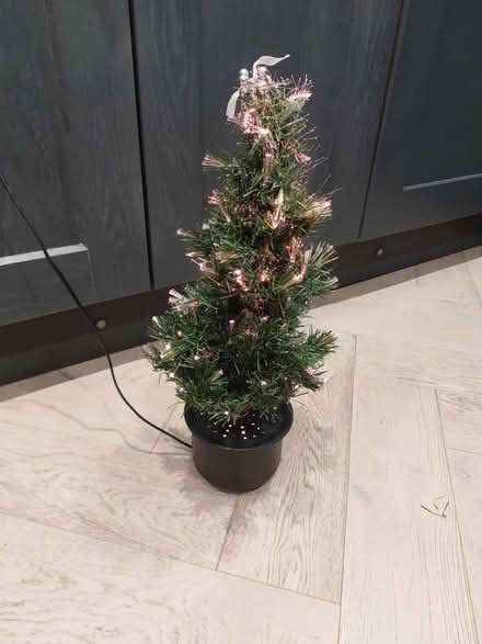 Photo of free Miniature Christmas trees (Wrose BD2) #3