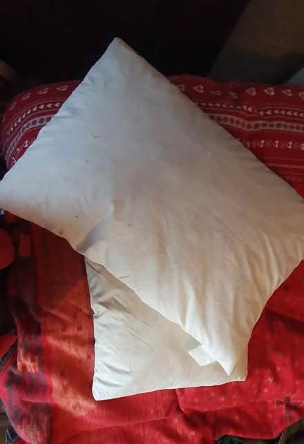 Photo of free Feather pillows (Chichester Lavant PO18) #1