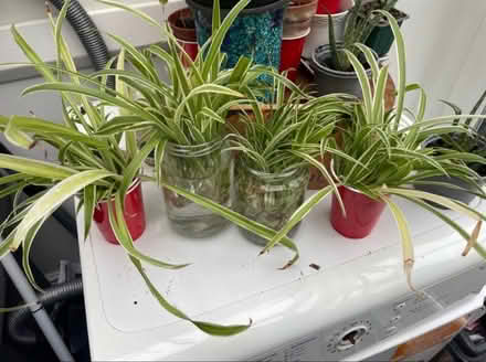 Photo of free Baby Aloe Vera and spider plants (Maldon CM9) #1