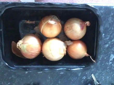 Photo of free Onions (Storrington RH20) #1