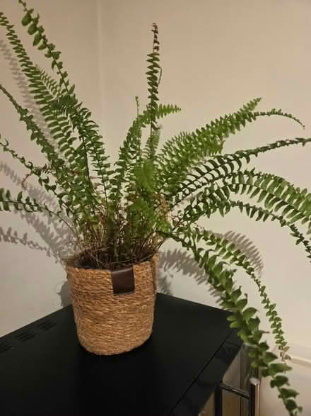 Photo of free Fern plant and pot (TF5 Admaston) #3