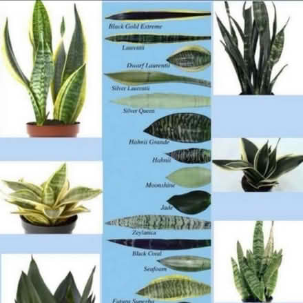 Photo of House Plants (BH23) #2