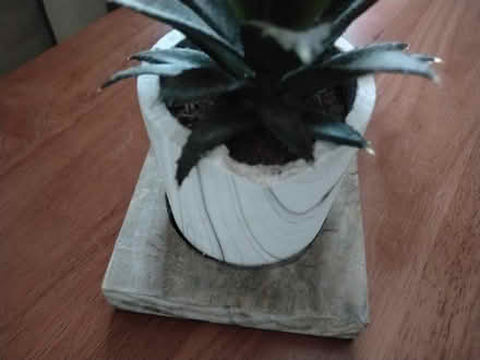 Photo of free Artificial plants (Dalkeith EH22) #2