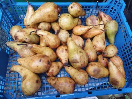 Photo of free Pears (Booker HP12) #1