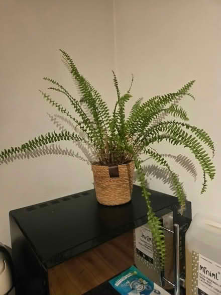 Photo of free Fern plant and pot (TF5 Admaston) #1