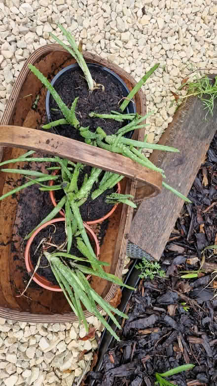 Photo of free Aloe Vera plants (Stone Cross BN23) #1