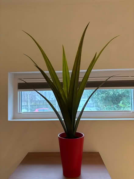 Photo of free Fake Decorative Plant and Pot (Clontarf) #1