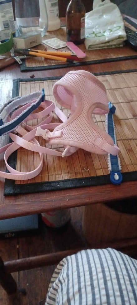 Photo of free Kitten lead and 2 collars (S8) #1