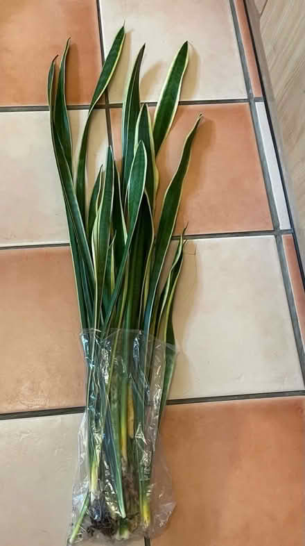 Photo of free Bundle Of Snake Plant Leaves (CT11) #1