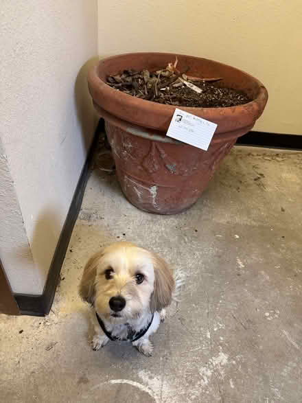 Photo of free lovely large Italian ceramic pot (Bainbridge island near ferry) #1