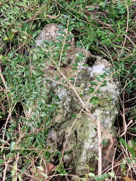 Photo of free Rockery stones (Morecambe LA4) #3