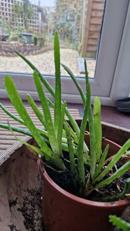 Photo of free Aloe Vera plants (Stone Cross BN23) #2