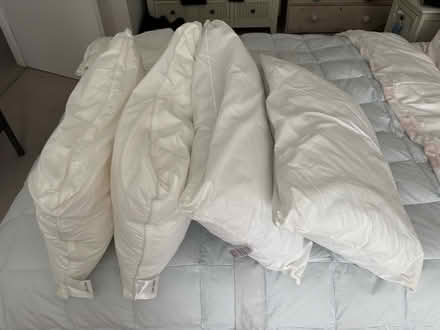 Photo of free 4 standard size pillows 3 pillowcases (Chichester PO19) #2