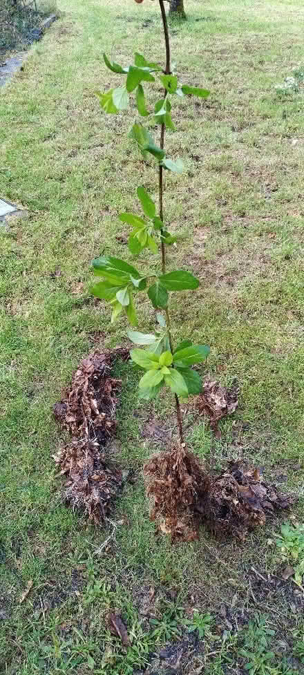 Photo of free Honeysuckle plant (Kennington OX1) #2