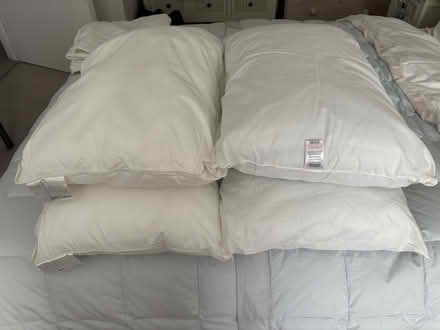 Photo of free 4 standard size pillows 3 pillowcases (Chichester PO19) #1