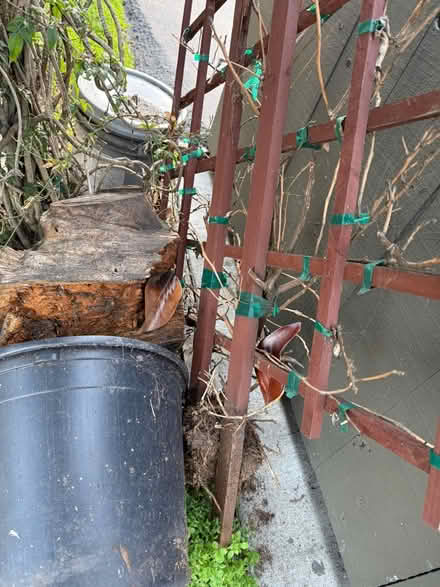 Photo of free Trellis, plant, & pot with soil (Valencia Avenue, Sunnyvale) #2