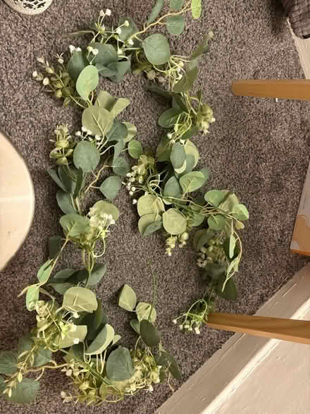 Photo of free Vine greenery (G33 4TH) #1