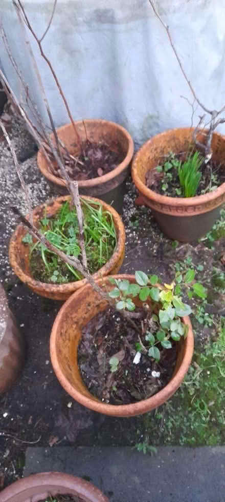 Photo of free 4 Large Terracotta pots with plants (Wake Green B13) #1