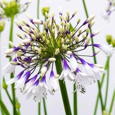 Photo of Agapanthus and any perennial plants (Willingdon BN22) #1