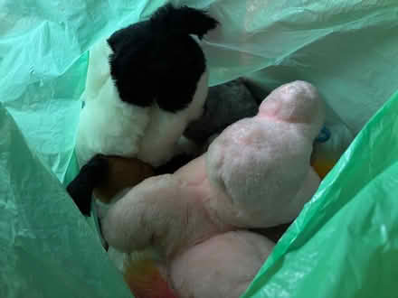 Photo of free 1980s Teddy’s and soft toys (Blackrock) #2