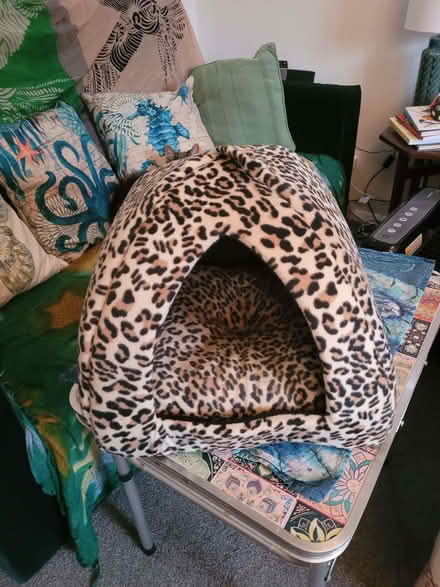 Photo of free cat bed (Wollaton NG9) #1